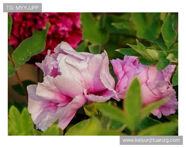 如何通过开运滚球提升你的生活运势和财运